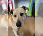 Small Labrador Retriever Mix