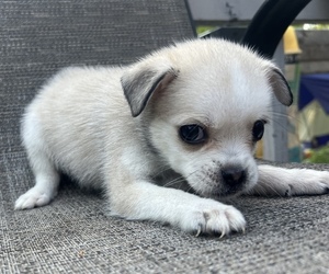 Pom-A-Pug Puppy for sale in MERIDEN, MN, USA