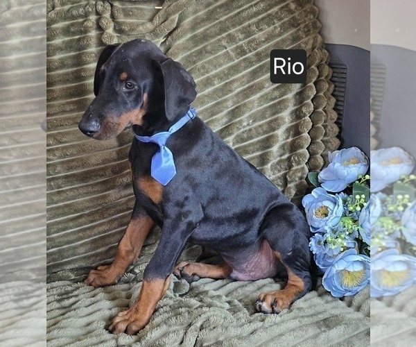 Medium Photo #3 Doberman Pinscher Puppy For Sale in POMEROY, OH, USA