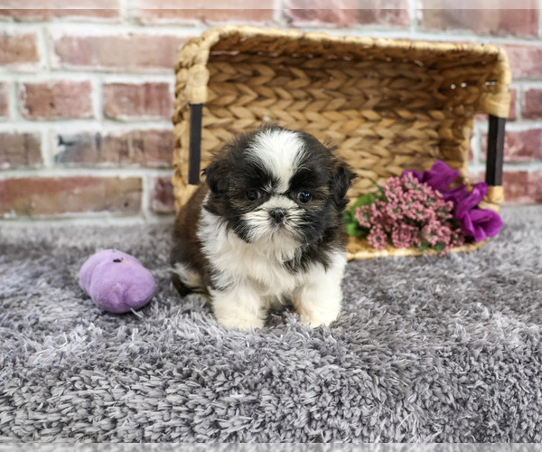 Medium Photo #2 Shih Tzu Puppy For Sale in SYRACUSE, IN, USA