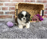 Small #1 Shih Tzu
