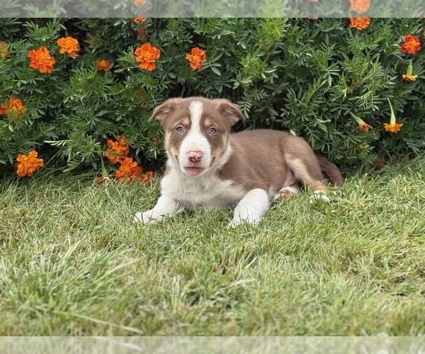 Medium Photo #6 Border Collie-Bordoodle Mix Puppy For Sale in AMES, IA, USA