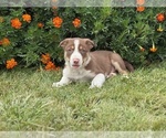 Small #5 Border Collie-Bordoodle Mix