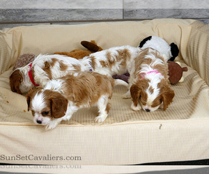 Cavalier King Charles Spaniel Puppy for sale in MARRIOTT SLATERVILLE, UT, USA