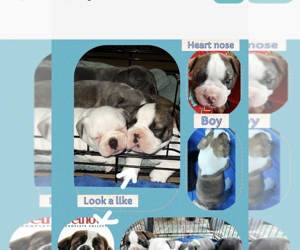 Medium Photo #15 French Bulldog Puppy For Sale in BUCKEYE, AZ, USA