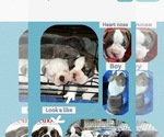 Small #14 French Bulldog