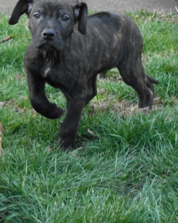 View Ad Cane CorsoRhodesian Ridgeback Mix Puppy for Sale