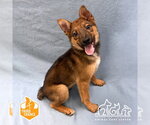 Small German Shepherd Dog Mix