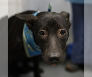 German Shepherd Dog-Unknown Mix Dogs for adoption in San Antonio, TX, USA