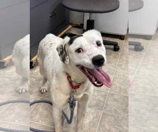 Medium Photo #7 English Setter-Labrador Retriever Mix Puppy For Sale in Rustburg, VA, USA