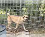 Small #30 Anatolian Shepherd-Rhodesian Ridgeback Mix