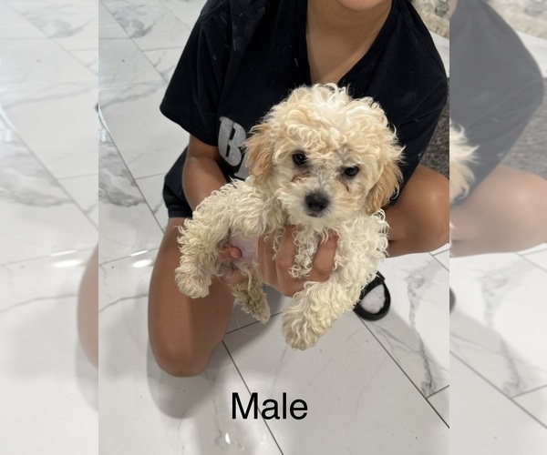 Medium Photo #3 Silkypoo Puppy For Sale in GRANGER, WA, USA