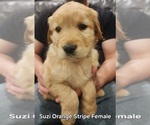 Small #1 Golden Retriever