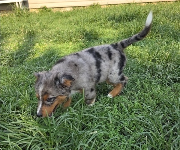 Medium Photo #4 Miniature Australian Shepherd Puppy For Sale in EVERTON, MO, USA