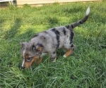 Small #2 Miniature Australian Shepherd