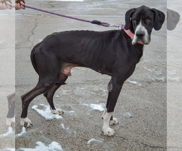 Medium Photo #5 Great Dane Puppy For Sale in Huntley, IL, USA