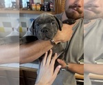 Small #1 American Bully-French Bulldog Mix