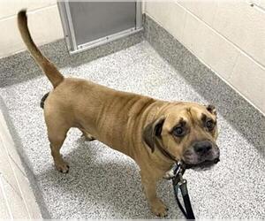 Mutt Dogs for adoption in Houston, TX, USA
