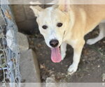 FOOTLOOSE - Male German Shepherd Dog-Unknown Mix Dog for Adoption - Small photo