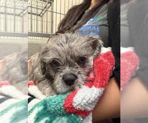 French Bulldog Dogs for adoption in Rancho Cucamonga, CA, USA