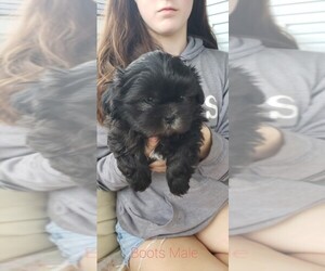 Shih Tzu Puppy for sale in S ZANESVILLE, OH, USA