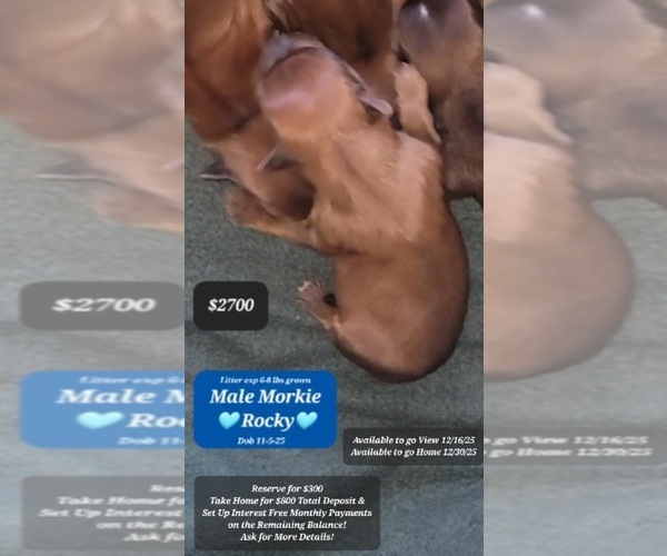 Medium Photo #1 Morkie Puppy For Sale in TUCSON, AZ, USA