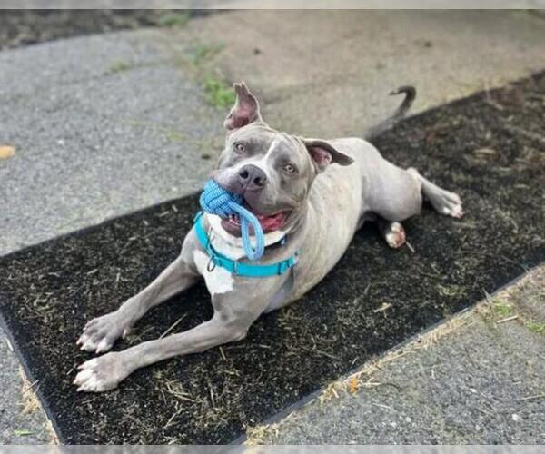 Medium Photo #2 Mutt Puppy For Sale in Chula Vista, CA, USA