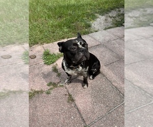 Father of the Faux Frenchbo Bulldog puppies born on 09/05/2025