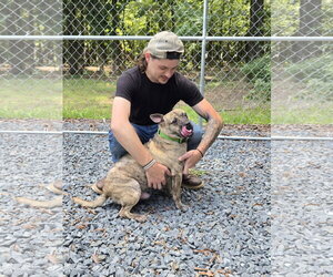 Eddie - Male American French Bull Terrier Dog for Adoption - Photo #4