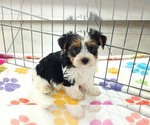Sam - Male Yorkshire Terrier Puppy for Sale - Photo #4