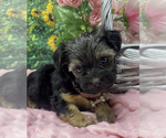 Small #4 Shorkie Tzu