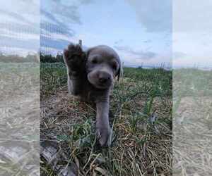 Labrador Retriever Puppy for sale in ROYAL CITY, WA, USA