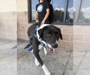 Rancher - Male Great Pyrenees-Unknown Mix Dog for Adoption - Photo #3