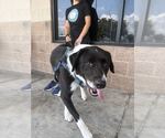 Small #2 Great Pyrenees Mix