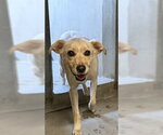 BRIAN - Male Chihuahua-Unknown Mix Dog for Adoption - Small photo