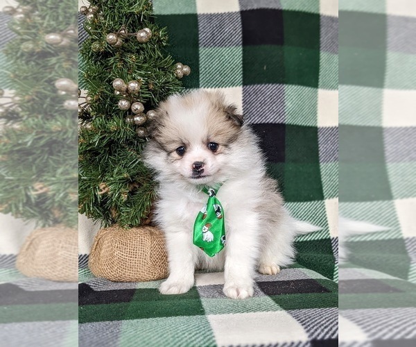 Medium Photo #6 Cavapoo Puppy For Sale in CHRISTIANA, PA, USA