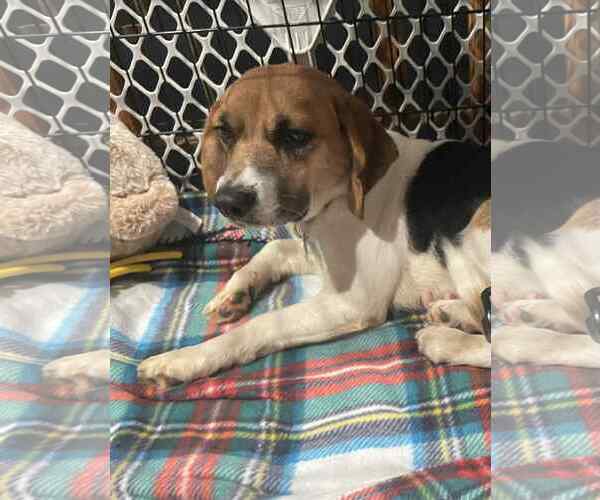 Medium Photo #1 Beagle-Unknown Mix Puppy For Sale in Plainfield, IL, USA
