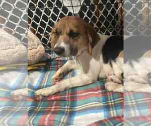 Beagle-Unknown Mix Dogs for adoption in Plainfield, IL, USA