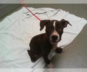 American Pit Bull Terrier-Unknown Mix Dogs for adoption in Las Vegas, NV, USA