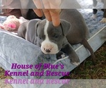 Small #4 American Pit Bull Terrier