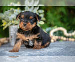 Small #2 Yorkshire Terrier