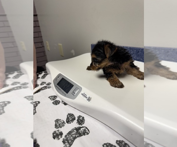 Medium Photo #7 Yorkshire Terrier Puppy For Sale in SAINT LOUIS, MO, USA