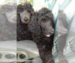 Small Photo #12 Poodle (Standard) Puppy For Sale in BROOKSVILLE, FL, USA