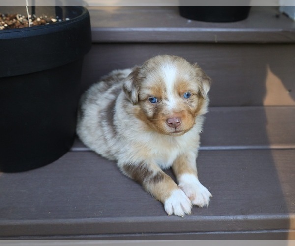 Medium Photo #6 Miniature Australian Shepherd Puppy For Sale in DAWSON, GA, USA
