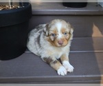 Small #5 Miniature Australian Shepherd