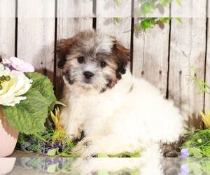 Zuchon Puppy for sale in MOUNT VERNON, OH, USA