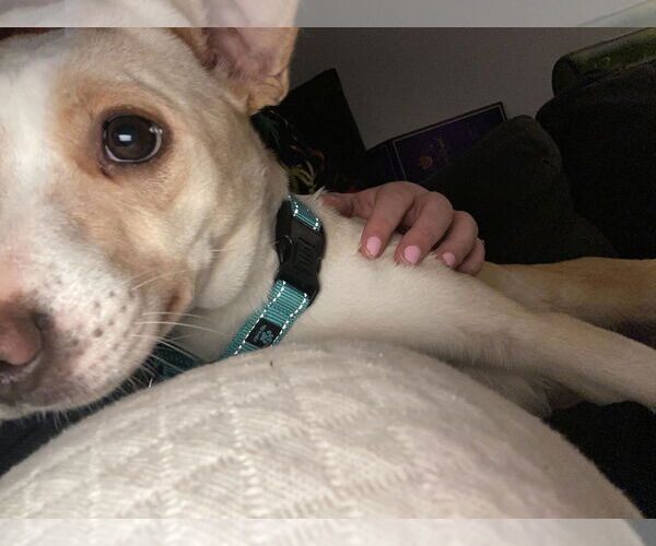 Medium Photo #4 - Mix Puppy For Sale in Arlington, VA, USA