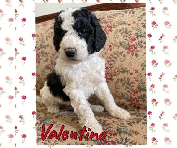 Medium Photo #1 Poodle (Standard) Puppy For Sale in LITTLE ROCK, AR, USA