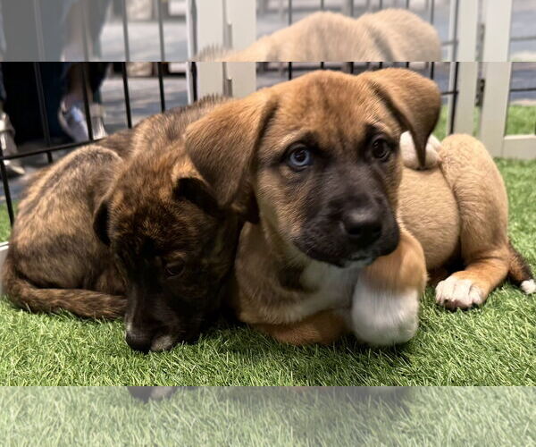 Medium Photo #2 Mutt Puppy For Sale in Sanford, FL, USA