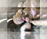 Puppy 5 American Bully-American Pit Bull Terrier Mix